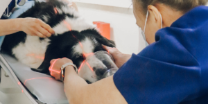 Computer tomograf (CT) veterinar la Arcadia Vet, unic în regiunea Moldovei