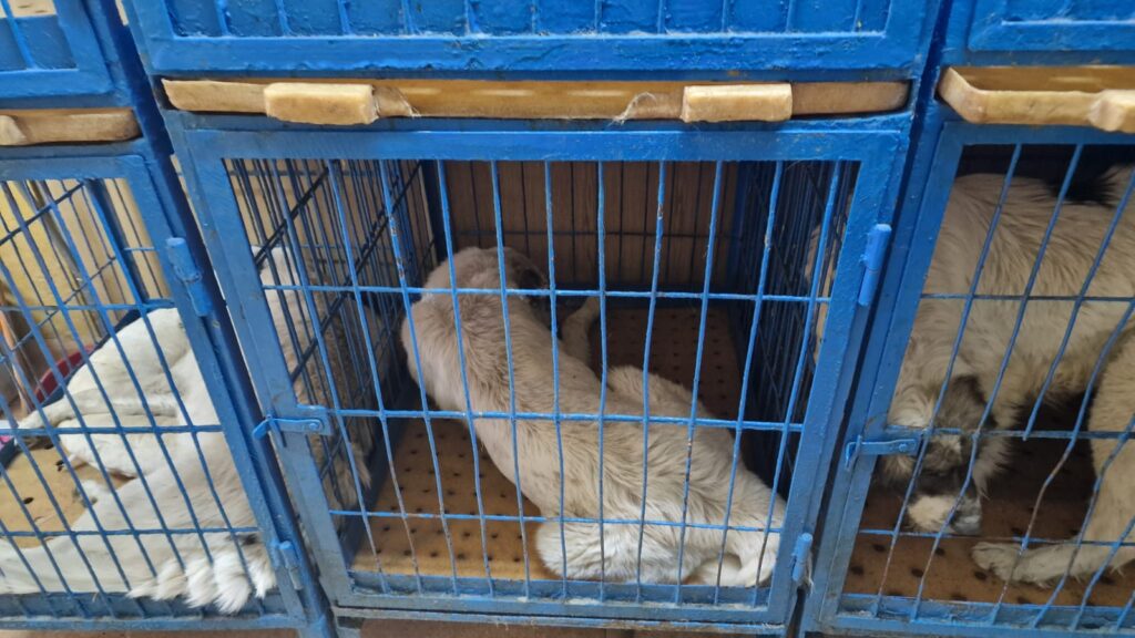 Copilul de 13 ani care a sărit în Bahlui era atacat de o haită de câini de la stână. Salubriștii au tranchilizat un câine și au sunat la Poliția Animalelor