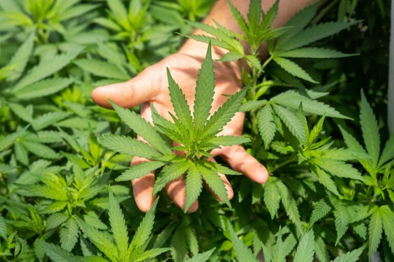 Drog sau medicament? Interzicerea canabisului medicinal văzută de la Iași: este sau nu o decizie bună? „S-a mers pe prezumția de vinovăție”