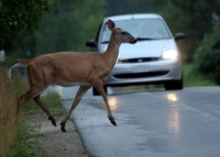 Dacă lovești un animal sălbatic pe un sector de drum public ai toate șansele să-ți repari mașina pe banii Direcției de Drumuri
