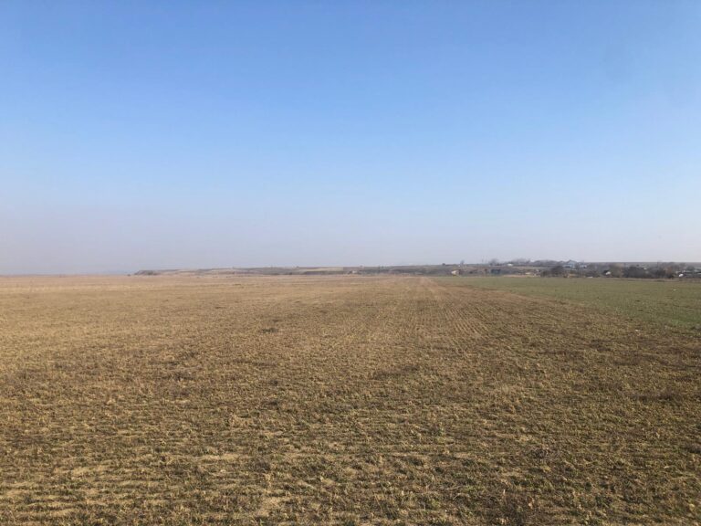 Porumbul pierde teren, rapița câștigă. Fermierii ieșeni se dau după vreme: își ajustează strategiile agricole în 2025