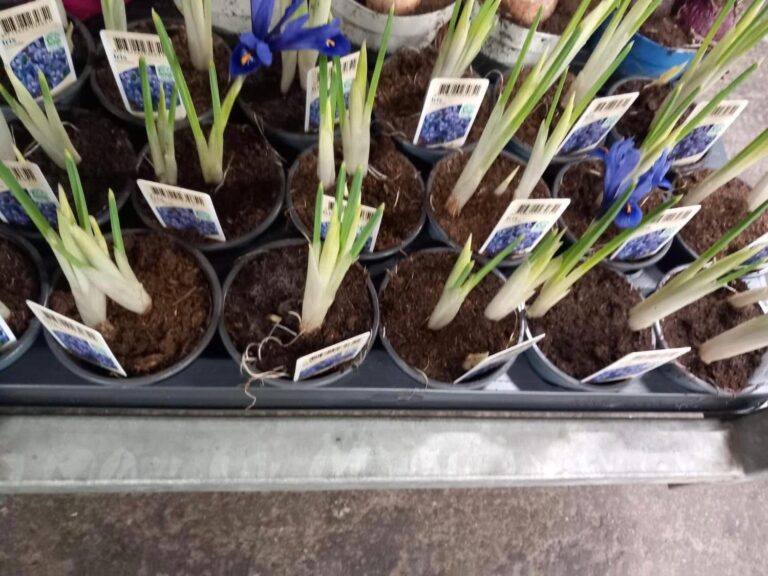 Ce informații ar trebui să primiți când cumpărați chiar și o floare? Cu gândul la 8 Martie, OPC-ul a pus ochii pe florării