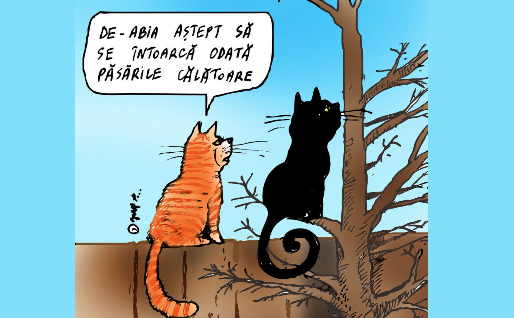 Pisici nerăbdătoare