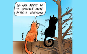 Pisici nerăbdătoare