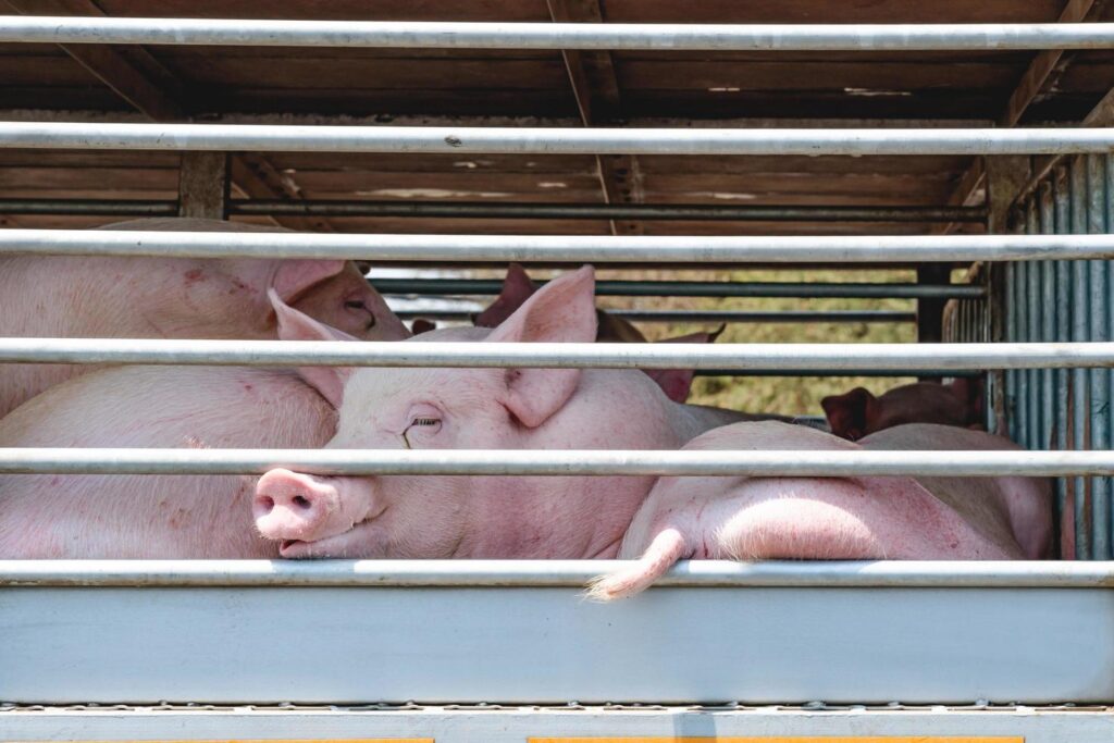  DSVSA Iași anunță controale stricte la producătorii de animale. Ce urmăresc inspectorii
