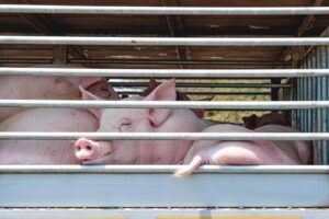 DSVSA Iași anunță controale stricte la producătorii de animale. Ce urmăresc inspectorii