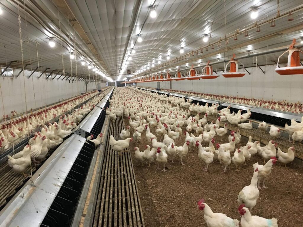  Liber la export pentru pui spre Cuba. Cine sunt cei mai mari exportatori ieșeni de carne de pui
