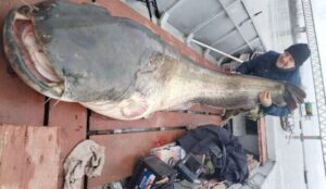 Captura anului în Banat: Somn uriaș de 140 kg prins pe Dunăre, la Moldova Nouă