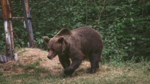 Prahova: Trei mesaje RO-Alert, după apariţia unor urşi 