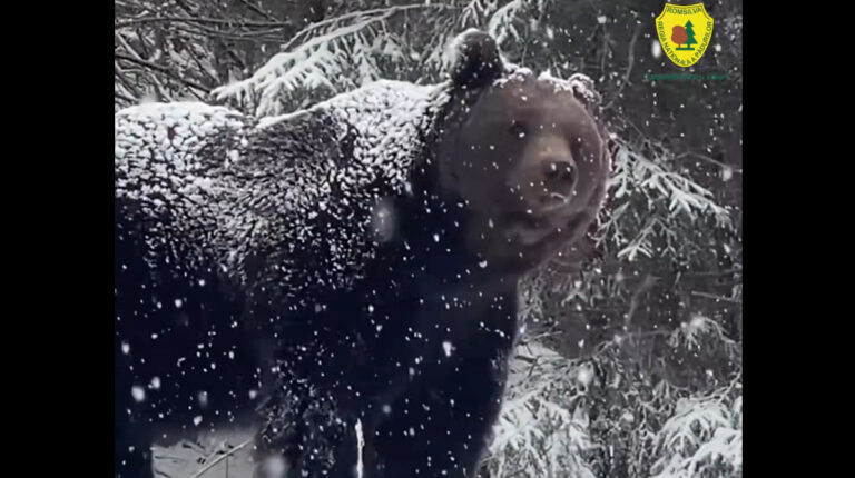 Imagini spectaculoase: un urs uriaș, ieșit prea devreme din hibernare, în zona Broșteni, Suceava - VIDEO