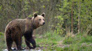 Prahova: Avertizare RO-Alert de urs în staţiunea Buşteni
