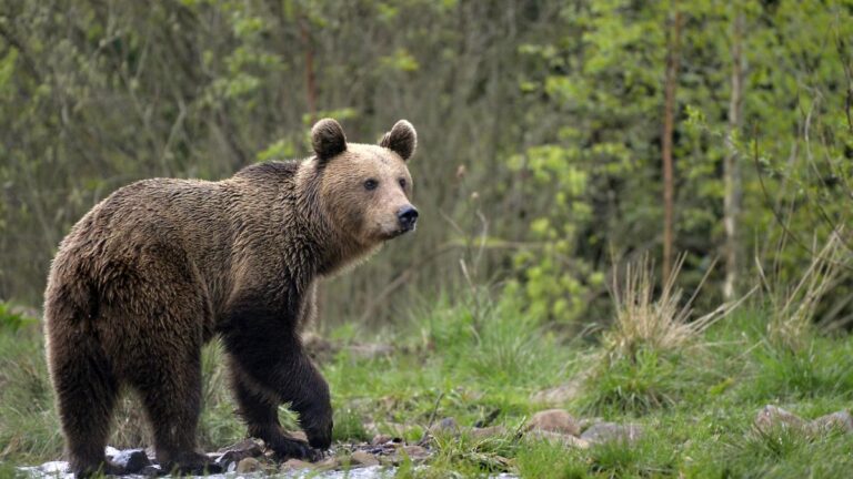 Prahova: Avertizare RO-Alert de urs în staţiunea Buşteni