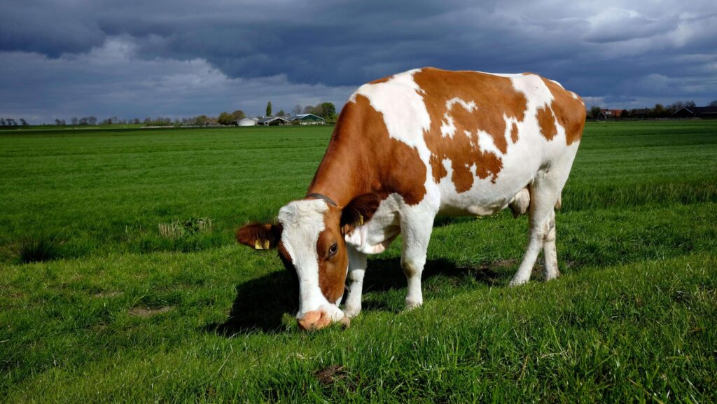 Un bărbat care a omorât vaca unui vecin, obligat să plătească animalul, vițeii nenăscuți și laptele nemuls pe cel puțin cinci ani