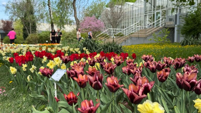 Spectacol de primăvară la Grădina Botanică din Iași: lalelele, narcisele și cireșii înfloriți  încântă vizitatorii – GALERIE FOTO/VIDEO