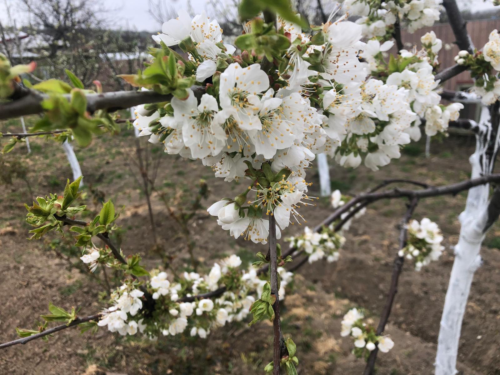 Pomii fructiferi, loviți dur de îngheț la Iași: Fermier: „Sunt scuturați de-a binelea de flori. Estimăm pierderi uriașe”