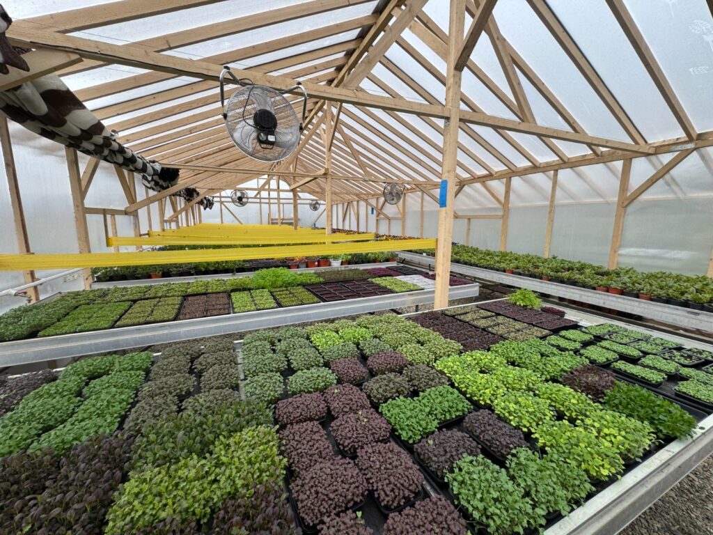  microplante 11