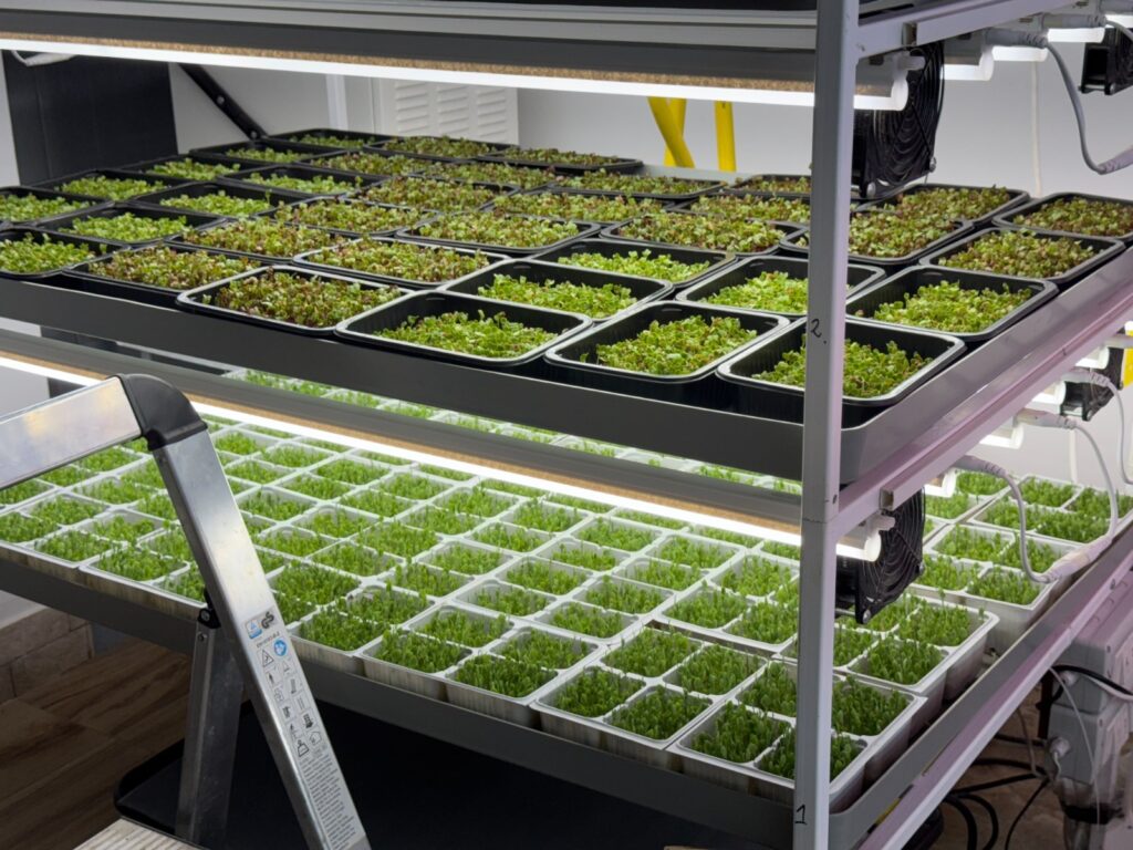  microplante 4