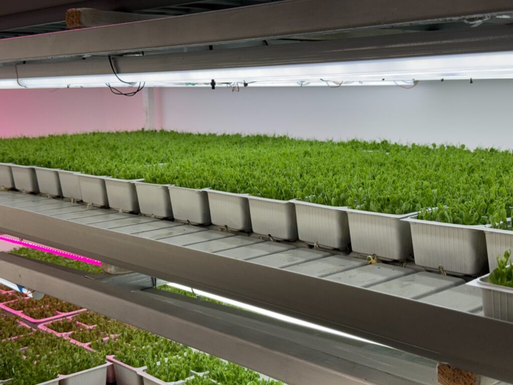  microplante 5