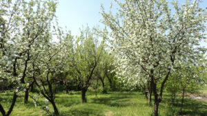 Meteo: Temperaturi mai ridicate decât cele normale, la începutul lunii mai