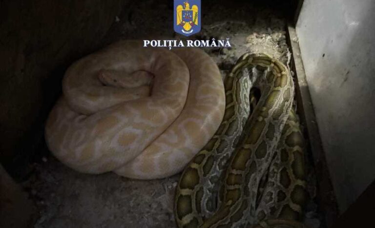 Percheziţie la locuinţa unui bărbat din Olt suspectat că deţinea ilegal şerpi, pe care-i hrănea cu animale vii