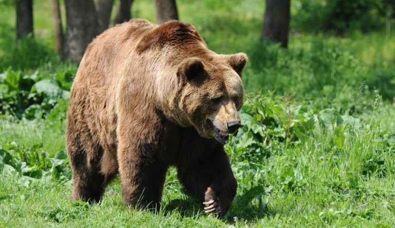 Intervenţie a jandarmilor din Neamț, după ce un urs şi-a făcut apariţia în apropierea unei pensiuni, în zona Rezervaţiei Cheile Şugăului–Munticelu