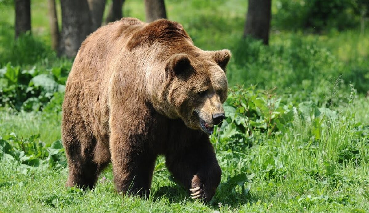 Turism în Poiana Brașov: Urșii sunt o problemă, părinții se tem să-și trimită copiii în tabere