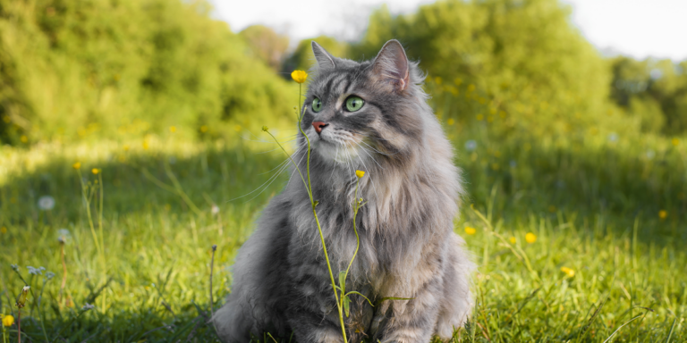 Primăvara și riscurile ascunse pentru animalele de companie: ce trebuie să știi
