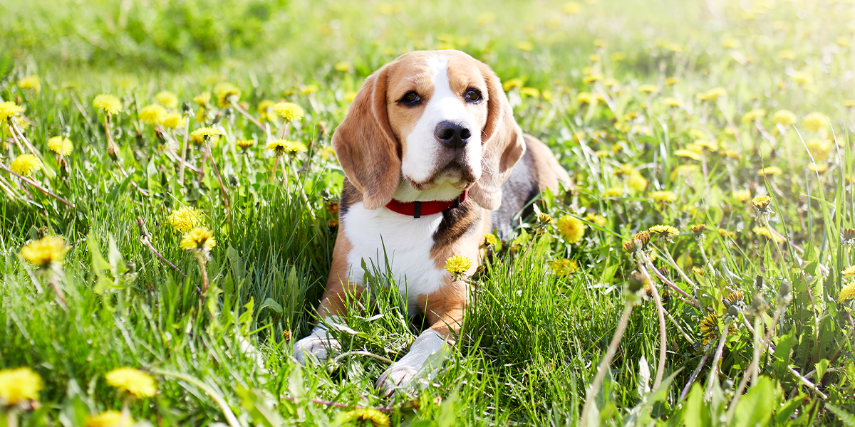 Deparazitarea internă și externă a animalelor de companie