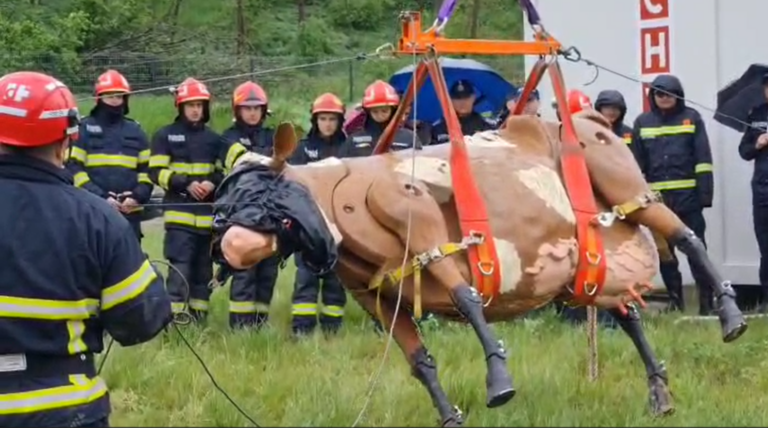 Salvările de animale, tot mai frecvente și în situații tot mai delicate la Iași. ISU a achiziționat echipamente speciale și ia cursuri de la veterinari