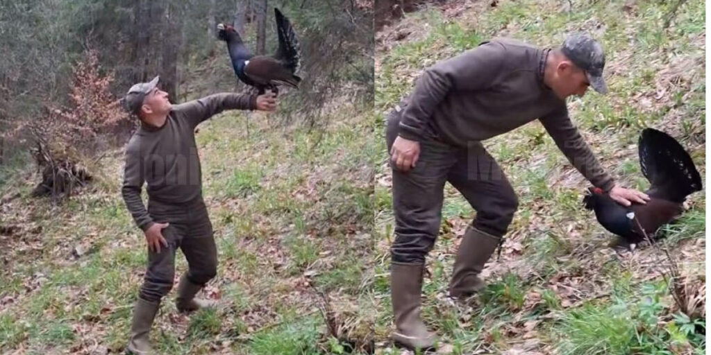  Prietenie neașteptată la altitudine: un bărbat și un cocoș de munte din Călimani