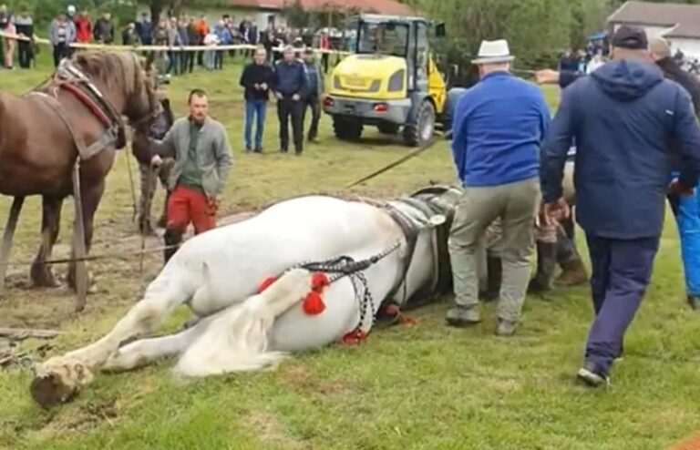Un cal de competiție, evaluat la 20.000 de euro, a murit după o cursă brutală de tracțiune în Bistrița-Năsăud