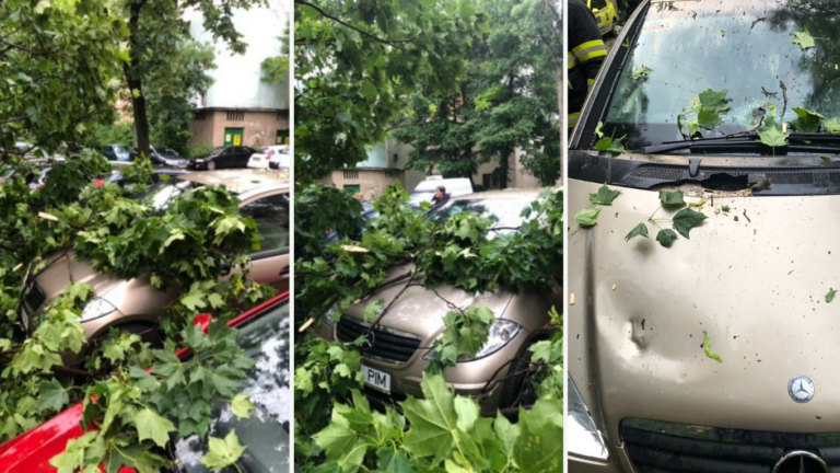 Copac căzut la intrarea într-un bloc, în municipiul Iași