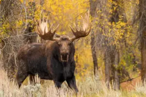 O pădure din zona Moldovei se umple de animale pe care românii le-au văzut mai mult în filme