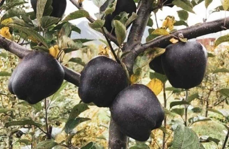 Ai mâncat vreodată mere negre? Prețul pleacă de la 35 de lei un singur fruct