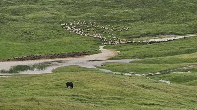 Misiune de salvare la Lungani: cioban și turmă de oi, izolați pe un deal expus