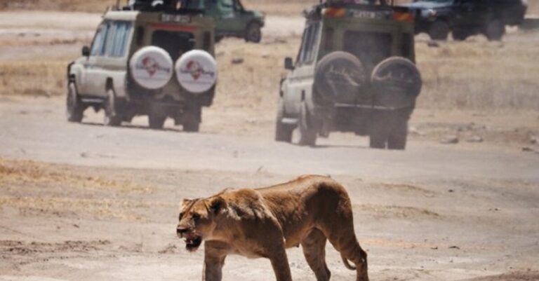 Turist ucis de un leu, după ce iese din cort pentru a se duce la toaletă, în timpul unui safari de lux în Namibia