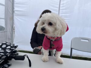 Eroi în uniformă și uriași prietenoși s-au întrecut în simpatie. Reportaj - spectacol canin la Animal Fest 2025