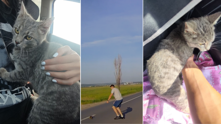 Se întâmplă și lucruri frumoase pe Europeană, în zona Podu Iloaiei. Un șofer a salvat de la moarte sigură un pisoi rătăcit în trafic  – FOTO/ VIDEO