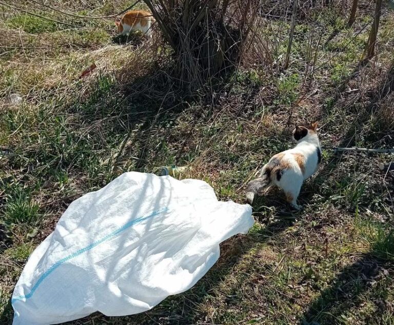 Bărbat din Suceava, filmat în timp ce arunca două pisici pe marginea drumului, sancționat cu 3.000 de lei