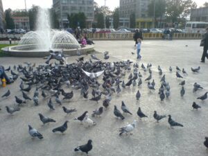 Atenție! Tot mai mulți porumbei din centrul Iașului, victime ale covrigilor cu sare. Veterinar: „Mulți nu cunosc nevoile reale ale animalelor”