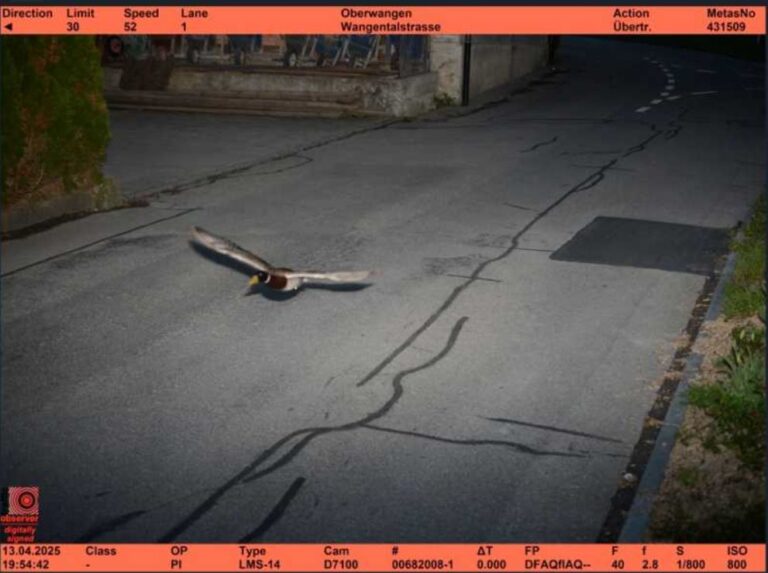 O rață din Elveția, înregistrată de un radar pentru „exces de viteză”