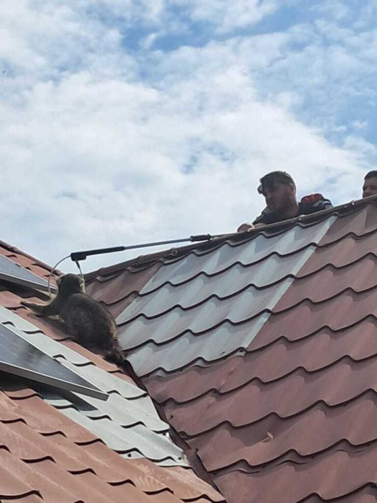  Un raton le-a dat bătăi de cap jandarmilor din Constanța