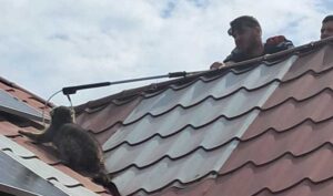 Un raton le-a dat bătăi de cap jandarmilor din Constanța