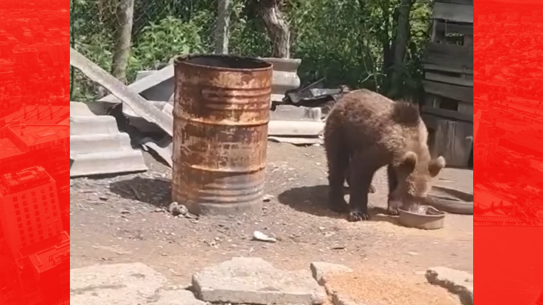VIDEO: Urs surprins în curtea unei gospodării din Băbeni, județul Buzău