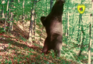 VIDEO: Moment inedit în natură: urs surprins în timp ce „dansează” în Parcul Grădiștea Muncelului-Cioclovina