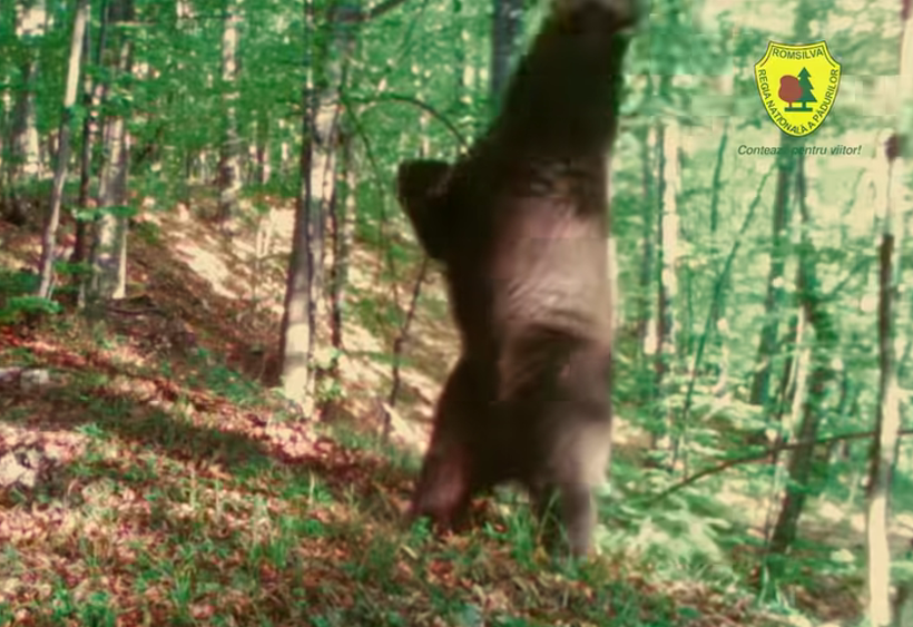 VIDEO: Moment inedit în natură: urs surprins în timp ce „dansează” în Parcul Grădiștea Muncelului-Cioclovina