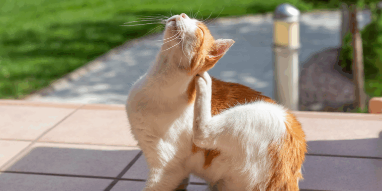 Dermatita atopică la câini și pisici: ce trebuie să știi