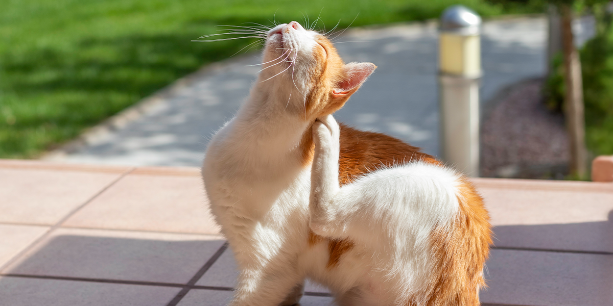 Dermatita atopică la câini și pisici: ce trebuie să știi