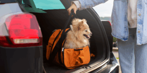 Pregătirea animalului de companie pentru vacanță: transport, cazare și trusă de prim-ajutor