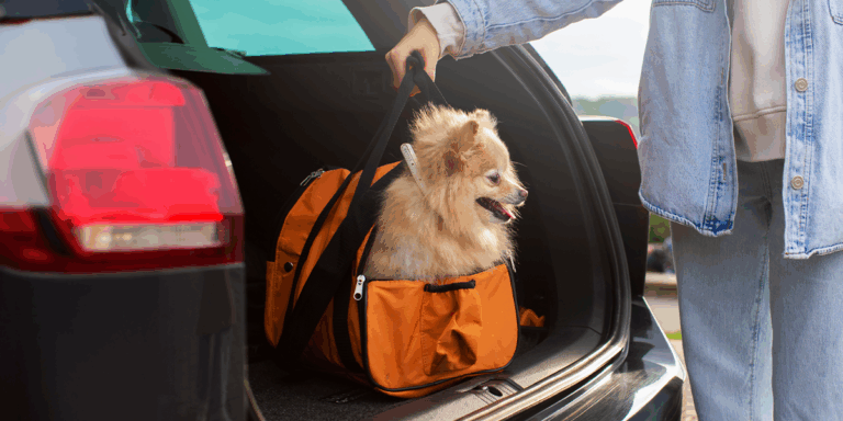 Pregătirea animalului de companie pentru vacanță: transport, cazare și trusă de prim-ajutor